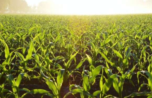 Без пестицидів і добрив. Швейцарські вчені знайшли спосіб підвищити врожаї популярної сільськогосподарської культури на 40%