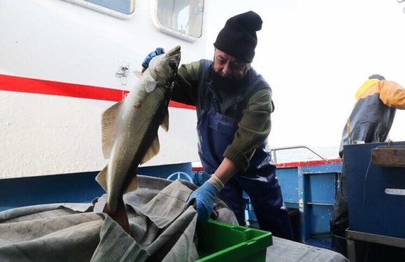 Недружественная страна резко нарастила импорт одной российской рыбы