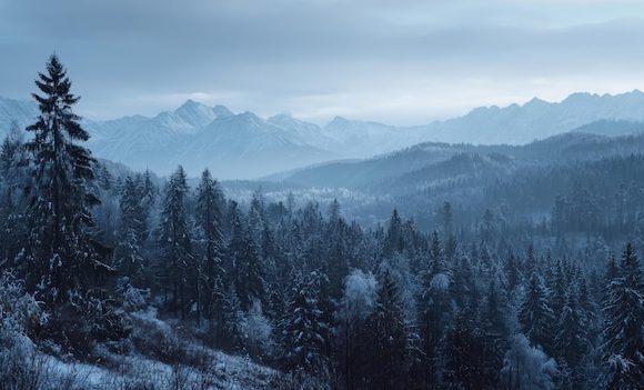 Изучение феномена Брису-Уиллиса 66 в культуре